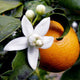 Flor de azahar del naranjo