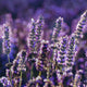 Lavanda