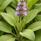 Salvia