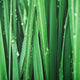 Vetiver